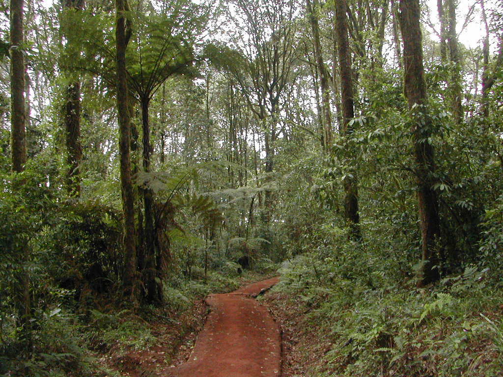 Trail